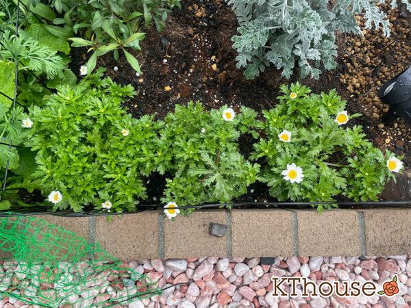 クリサンセマム(ノースポール/Chrysanthemum)2024/1/4