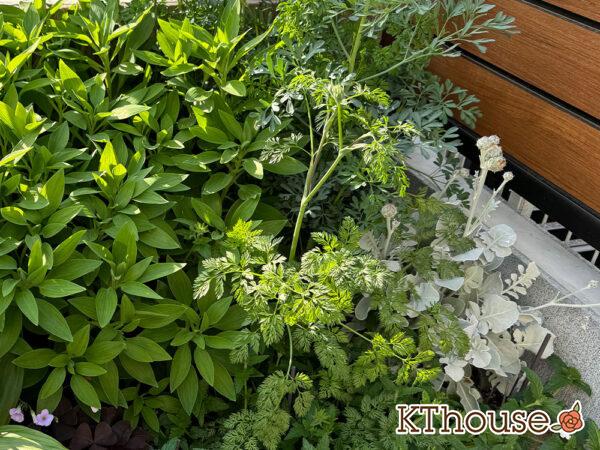 オルラヤ・オルレア(ホワイトレースフラワー)(Orlaya grandiflora)2025/4/27