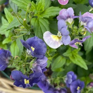 ネメシア・メーテル・ミッドナイトブルー(Nemesia Maetel Midnight Blue)1/4