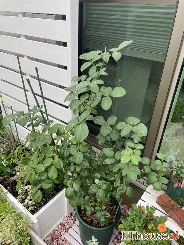 バラ・ブルームーン(rose blue moon) 2024/6/23