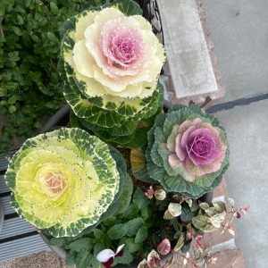 はじめての寄せ植え【葉牡丹、ビオラ、ハツユキカズラ】生長日誌 2023年11月6日