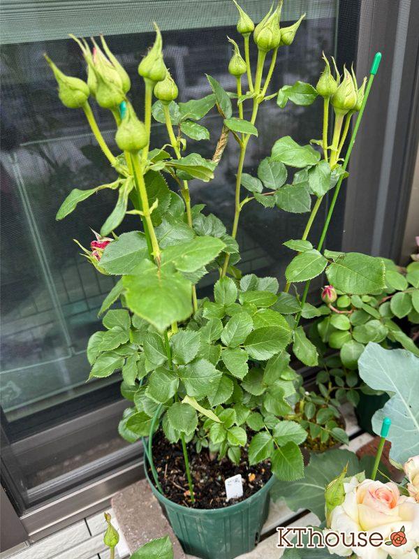 切りバラ挿し木苗 2025/4/28