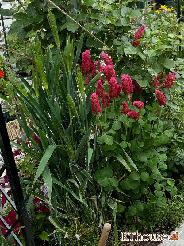 ストロベリーキャンドル(クリムゾンクローバー)の種まき 2024/4/28