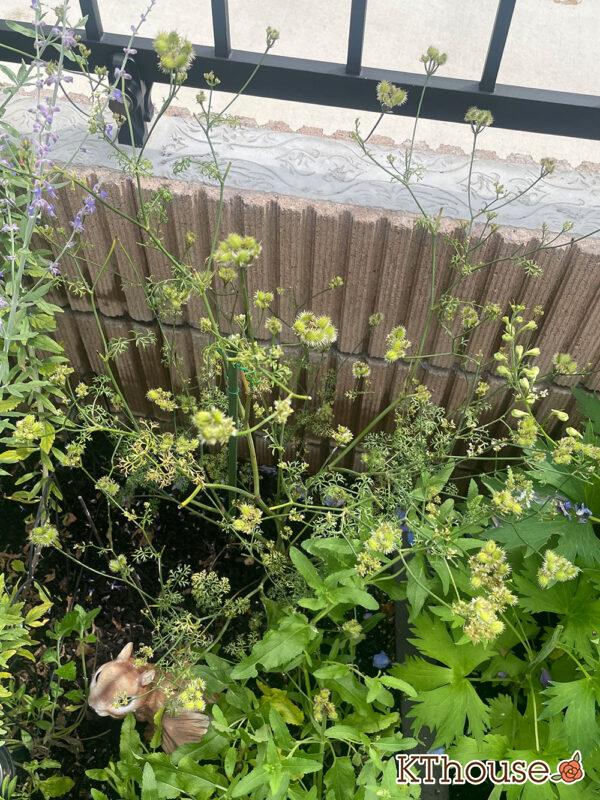 オルレア・オルラヤ（ホワイトレースフラワー）（Orlaya grandiflora 'Pieris White'）2024/6/24