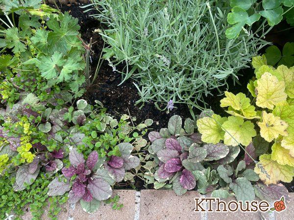 アジュガ バーガンディグロー 2024/6/25