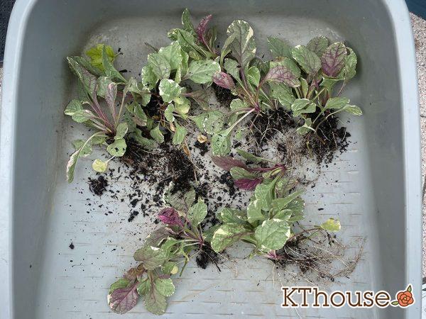 アジュガ バーガンディグロー 2024/6/25