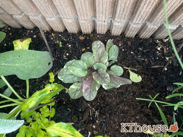 アジュガ バーガンディグロー 2024/6/25