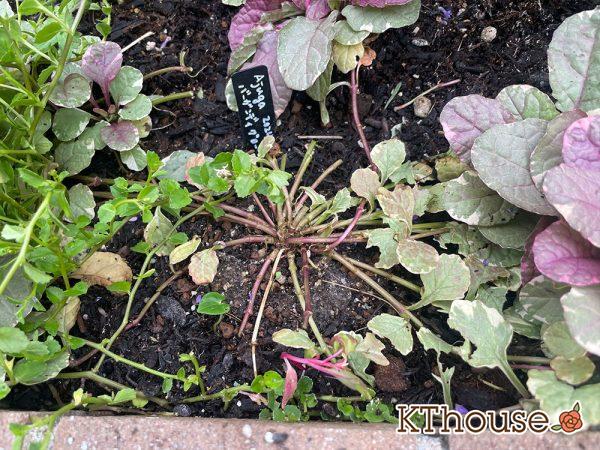 アジュガ バーガンディグロー 2024/6/25