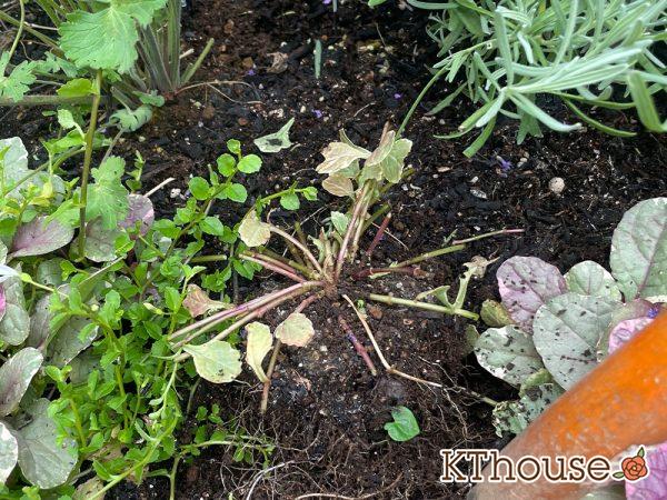 アジュガ バーガンディグロー 2024/6/25