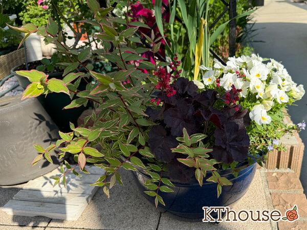 【寄せ植え】ダリア・ヒペリカム トリカラー・ビオラよく咲くスミレ・ヒューケラ・ワイヤープランツ・ヘンリーツタ ベロニカ 2025/4/30