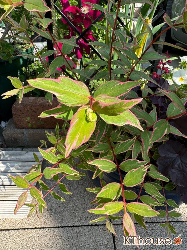 ヒペリカム トリカラー 2025/4/30