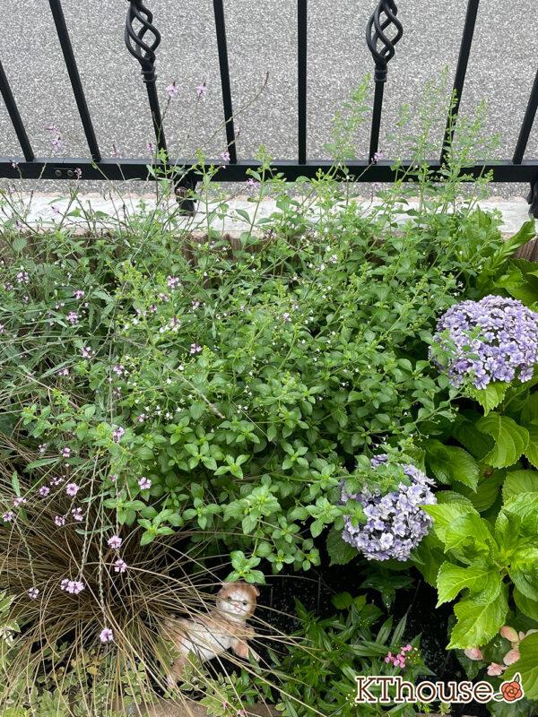 カラミンサ・ネペタ(Calamintha nepeta) 2024/6/25