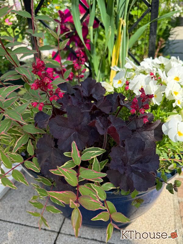 jardin（ハルディン）ヒューケラ ブラックフォレストケーキ 2025/4/30