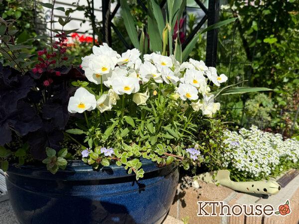 ビオラ よく咲くスミレ「ミルクセーキ」2025/4/30