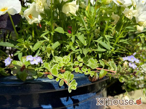 ベロニカ ウォーターペリー・ブルー＆セダム 斑入り丸葉マンネングサ 2025/4/30