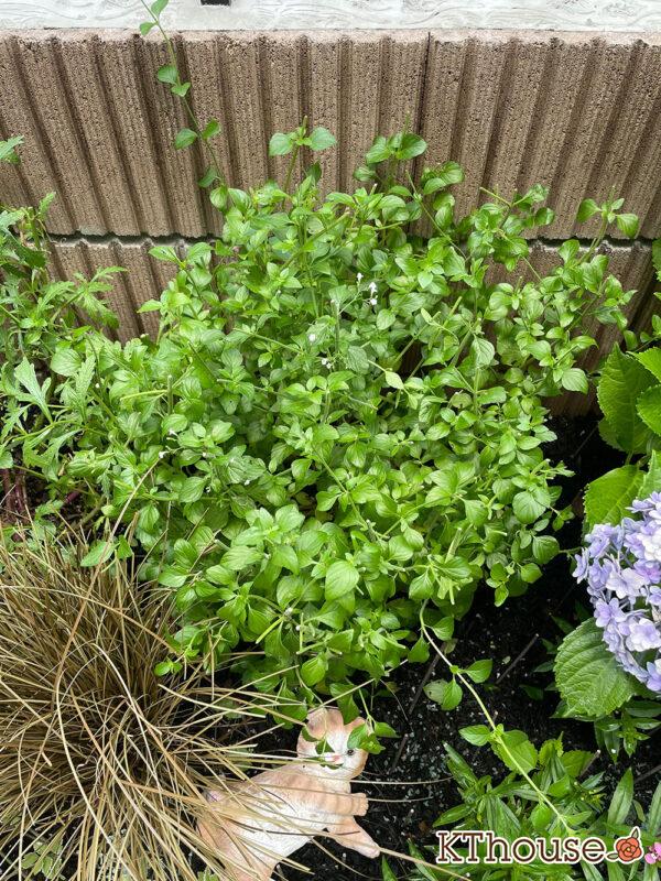 カラミンサ・ネペタ(Calamintha nepeta) 2024/6/25