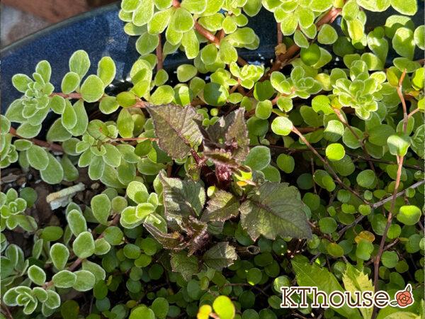 ダリア ブロンズメロディー エタニティー 2025/4/30