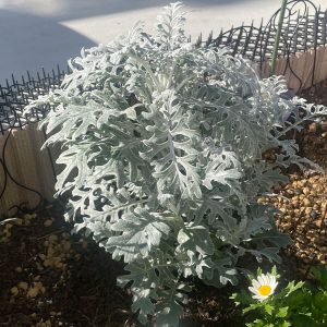 シロタエギク 1/8