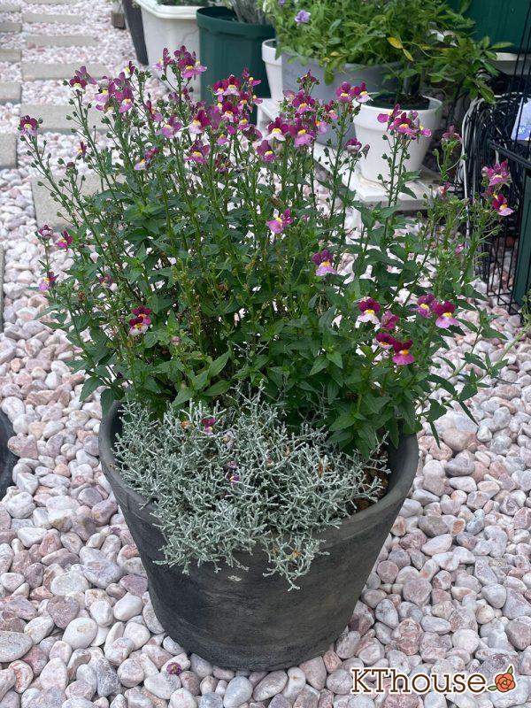 PWネメシア アロマンス バニラチェリー、カロケファルス シルバーブッシュ 2024/6/27