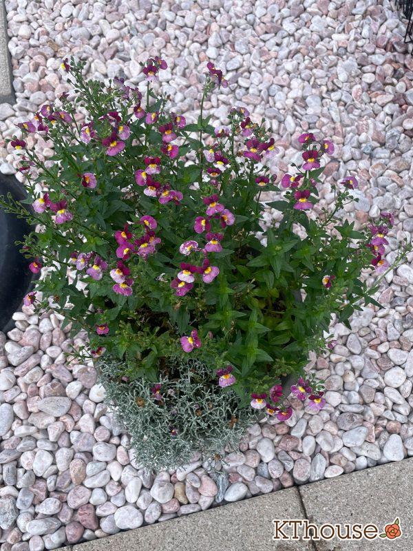 PWネメシア アロマンス バニラチェリー、カロケファルス シルバーブッシュ 2024/6/27