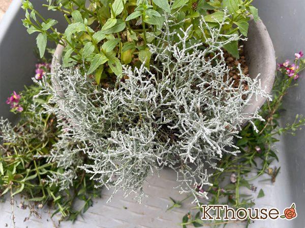 シルバーブッシュ カロケファルス プラチーナ 2024/6/27