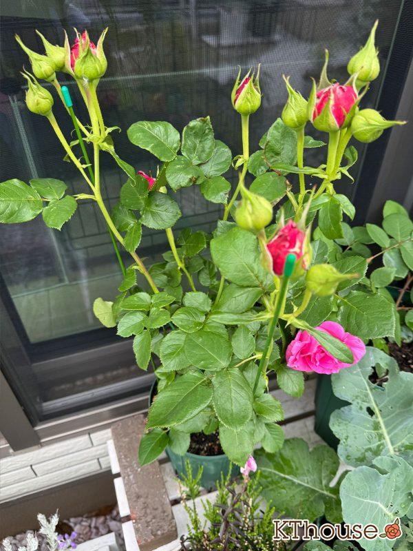 切りバラ挿し木苗 2025/5/4