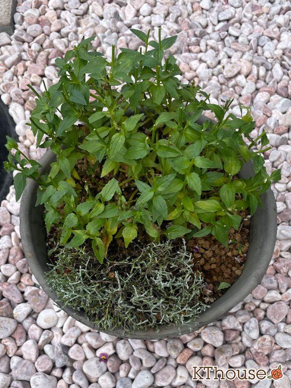 PWネメシア アロマンス バニラチェリー、カロケファルス シルバーブッシュ 2024/6/27