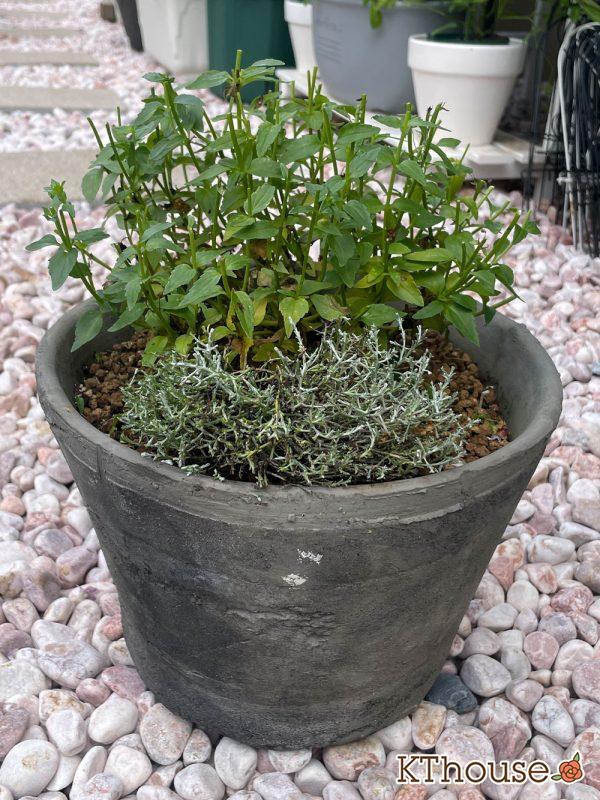 PWネメシア アロマンス バニラチェリー、カロケファルス シルバーブッシュ 2024/6/27