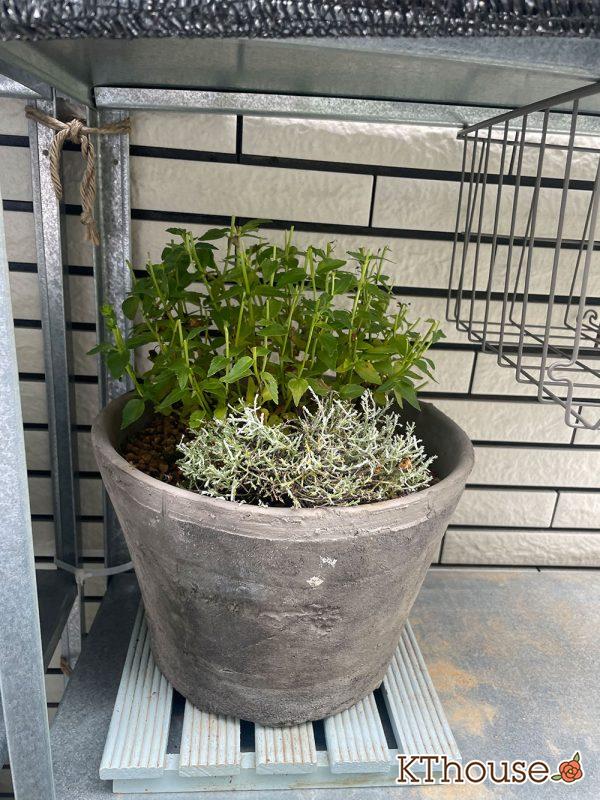 PWネメシア アロマンス バニラチェリー、カロケファルス シルバーブッシュ 2024/6/27