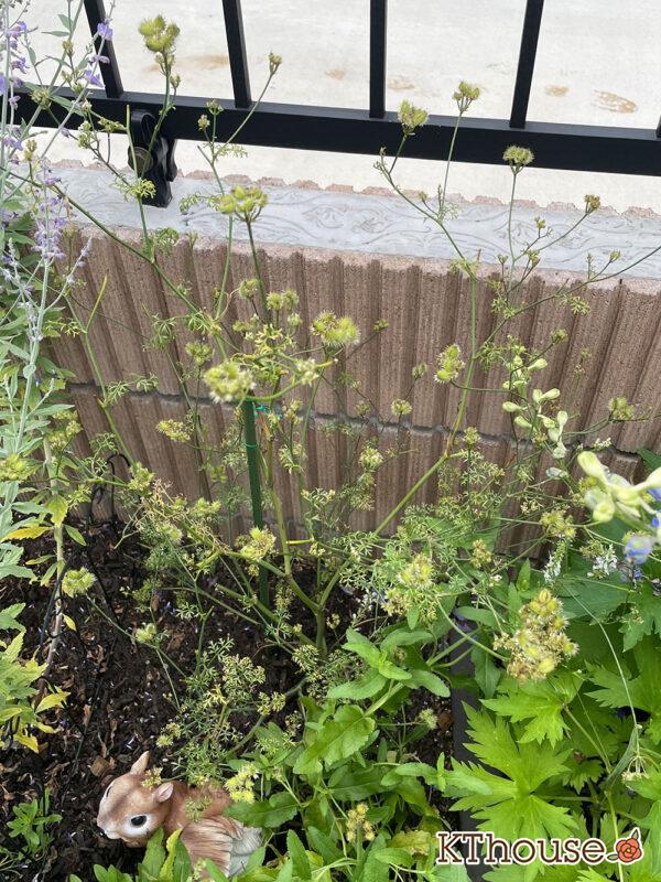 オルレア・オルラヤ（ホワイトレースフラワー）（Orlaya grandiflora 'Pieris White'）2024/6/27