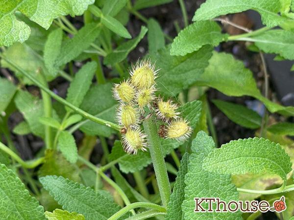 オルレア・オルラヤ（ホワイトレースフラワー）（Orlaya grandiflora 'Pieris White'）2024/6/27