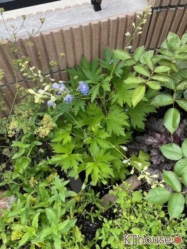 デルフィニウムF1オーロラ・ブルーインプ Delphinium F1 Aurora Blue Imp 2024/6/27