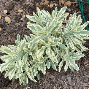 ラベンダーメルロ lavender meerlo 1/10