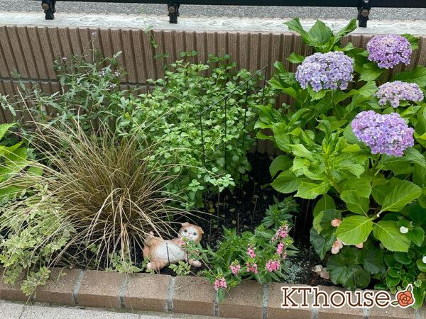 カラミンサ・ネペタ(Calamintha nepeta) 2024/6/27