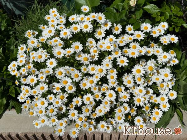 クリサンセマム(ノースポール/Chrysanthemum)2025/5/7