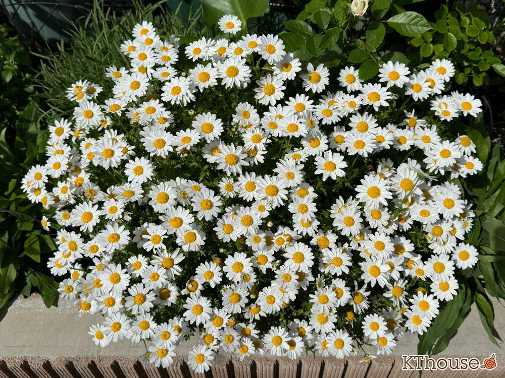 クリサンセマム(ノースポール/Chrysanthemum)2025/5/7