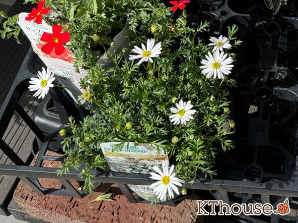 ブラキカム スープリームホワイト 2025/5/7