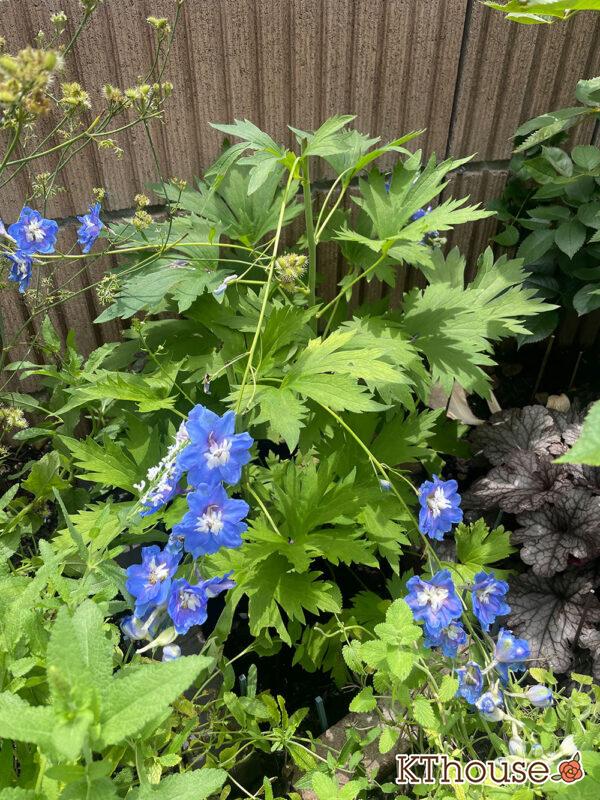 デルフィニウムF1オーロラ・ブルーインプ Delphinium F1 Aurora Blue Imp 2024/6/30