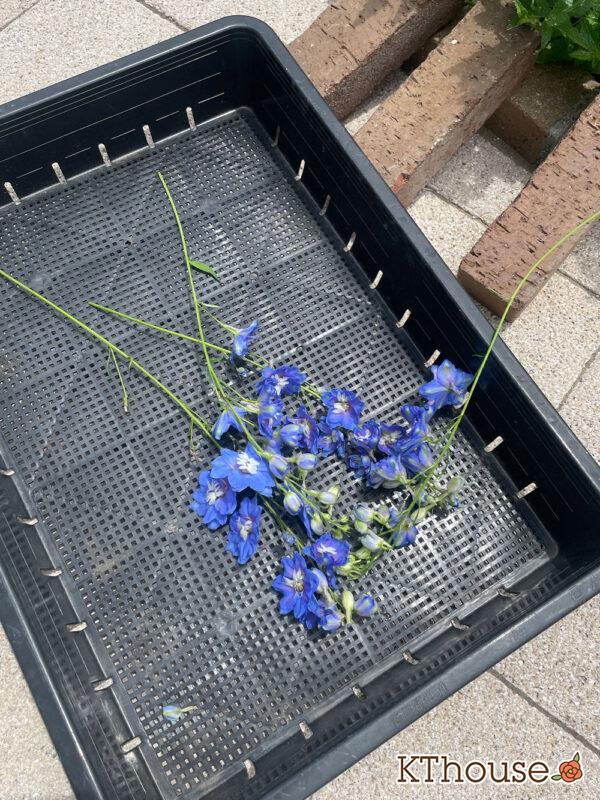 デルフィニウムF1オーロラ・ブルーインプ Delphinium F1 Aurora Blue Imp 2024/6/30