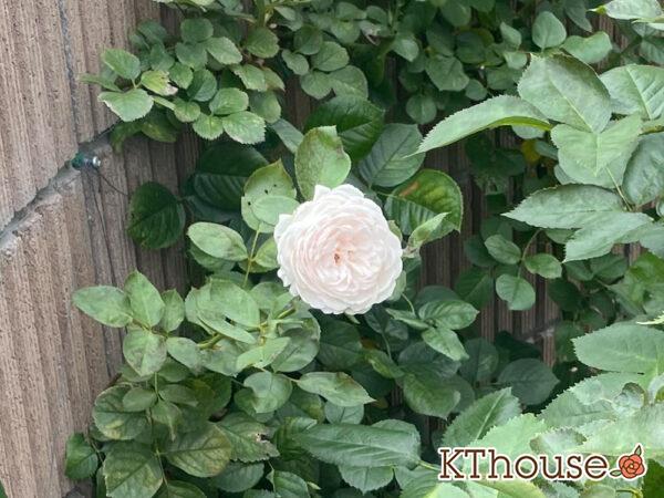 シュラブローズ・バラ「クリスティアーナ(christiana)」2024/6/30