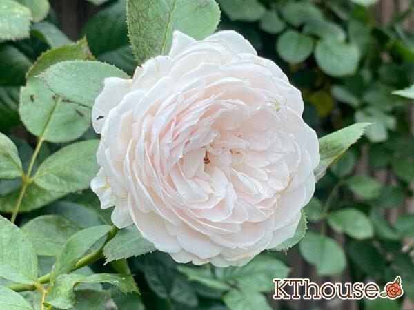 シュラブローズ・バラ「クリスティアーナ(christiana)」2024/6/30