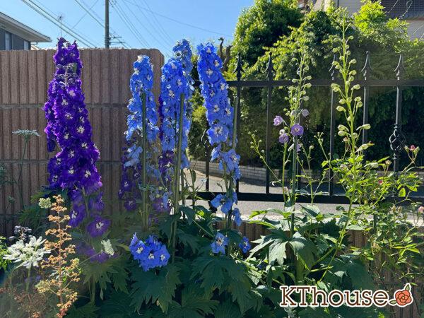 デルフィニウム・オーロラ 2025/5/8