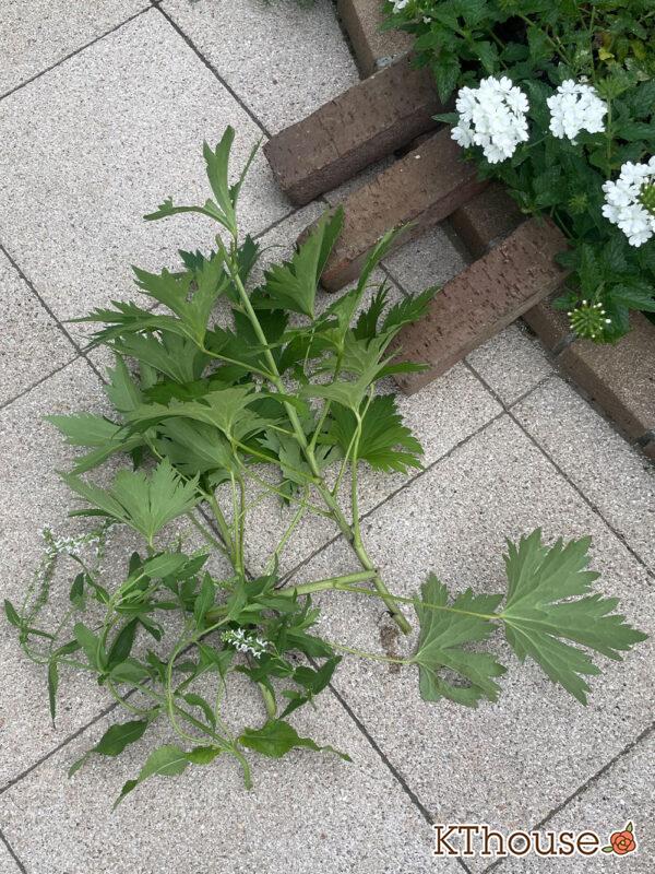 デルフィニウムF1オーロラ・ブルーインプ Delphinium F1 Aurora Blue Imp 2024/6/30