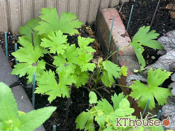 デルフィニウムF1オーロラ・ブルーインプ Delphinium F1 Aurora Blue Imp 2024/6/30