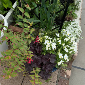 【寄せ植え】ダリア・ヒペリカム トリカラー・ビオラよく咲くスミレ・ヒューケラ・ワイヤープランツ・ヘンリーツタ ベロニカ 2025/5/9