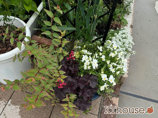 【寄せ植え】ダリア・ヒペリカム トリカラー・ビオラよく咲くスミレ・ヒューケラ・ワイヤープランツ・ヘンリーツタ ベロニカ 2025/5/9