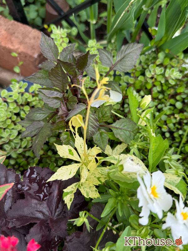 ダリア ブロンズメロディー エタニティー＆斑入りヘンリーツタ 2025/5/9