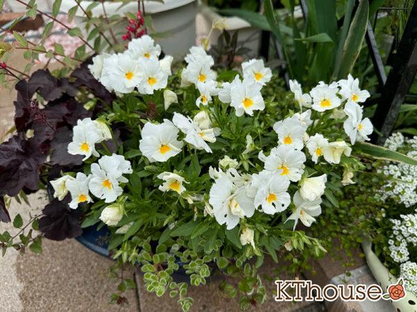 ビオラ よく咲くスミレ「ミルクセーキ」2025/5/9