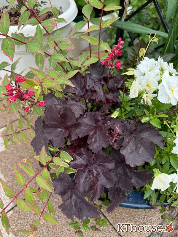 jardin（ハルディン）ヒューケラ ブラックフォレストケーキ 2025/5/9