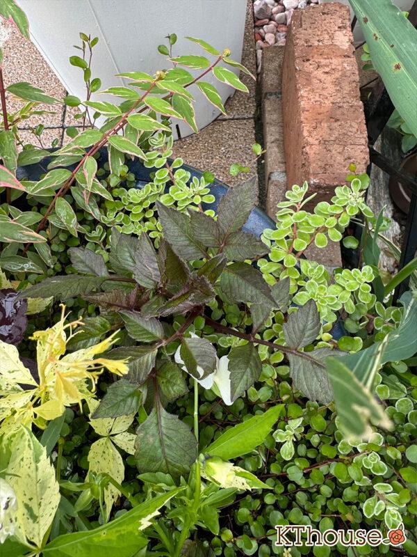 ダリア ブロンズメロディー エタニティー 2025/5/9